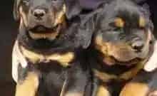 罗威纳犬|罗威纳犬吃完肥皂又吐又拉怎么办是好