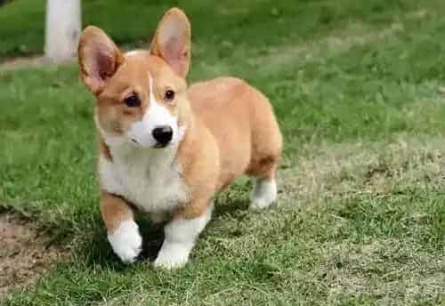 柯基犬|怎样让柯基犬在日常生活中摄取更多的营养成分