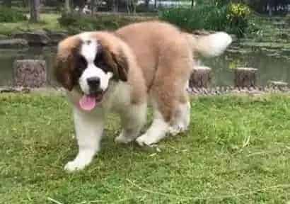 圣伯纳犬|圣伯纳犬第一次进入泳池讲究多