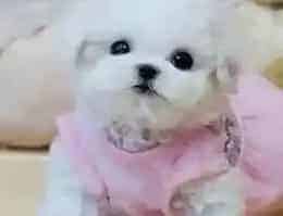 比熊犬|如何选择对比熊犬有好处的食物