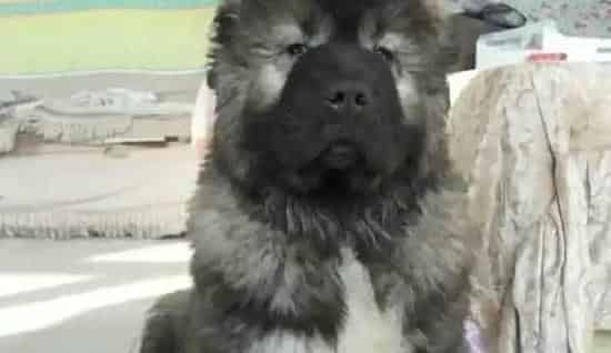 高加索犬|高加索犬长期食用剩菜剩饭有哪些不良影响