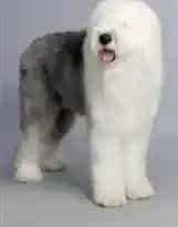 古代牧羊犬|古代牧羊犬不吃狗粮是为什么 怎么办