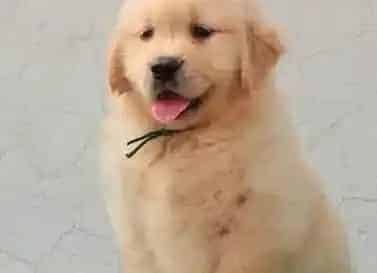 金毛|金毛犬突然出现尿血的情况是怎么了