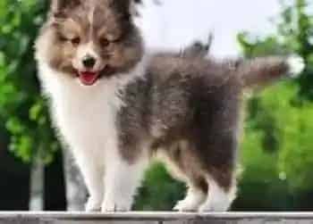 喜乐蒂|正确给喜乐蒂犬选购狗粮的几点建议