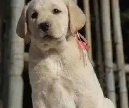 拉布拉多|拉布拉多犬害怕放鞭炮应该怎样解决