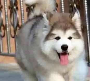 阿拉斯加犬|两个月的阿拉斯加犬一顿应该吃多少狗粮