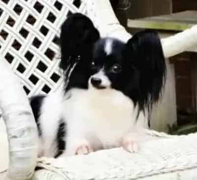 蝴蝶犬|了解关于蝴蝶犬基本训练的内容有哪些