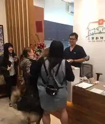 高山犬被压制打针 结束后气到找医生理论