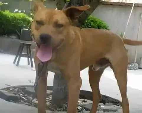 比特犬|怎么给比特犬合理的补充营养物质
