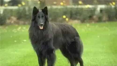 比利时牧羊犬幼犬喂养 不能吃太咸的东西 | 比利时牧羊犬