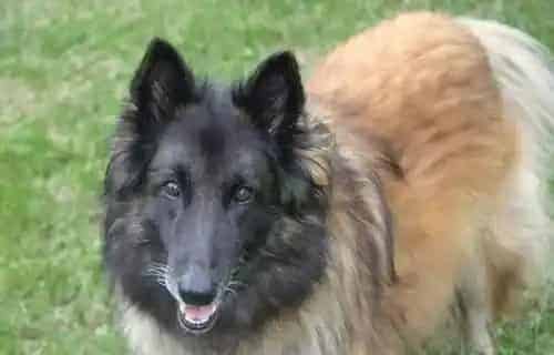 比利时牧羊犬幼犬喂养 不能吃太咸的东西 | 比利时牧羊犬