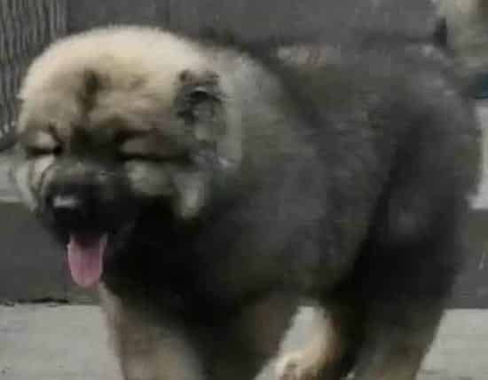 高加索犬|高加索犬不能服用的危险药品有哪些