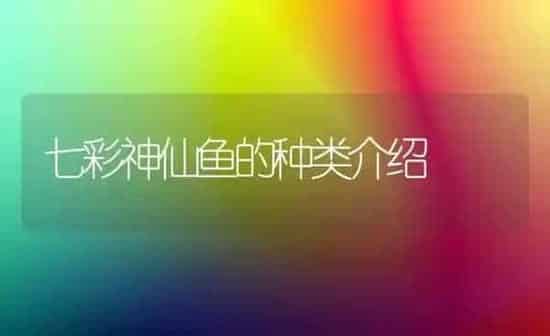 七彩神仙鱼的种类介绍 | 鱼类宠物
