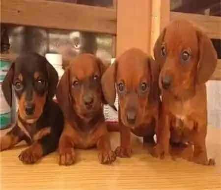 腊肠犬|才买回来的腊肠犬怎么接种疫苗及驱虫