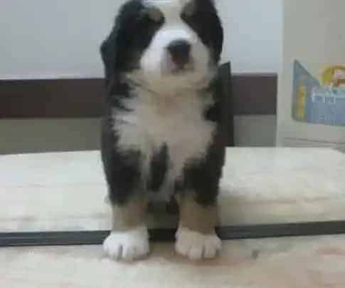 伯恩山犬|怎么分辨伯恩山犬是普通咳嗽还是犬窝咳