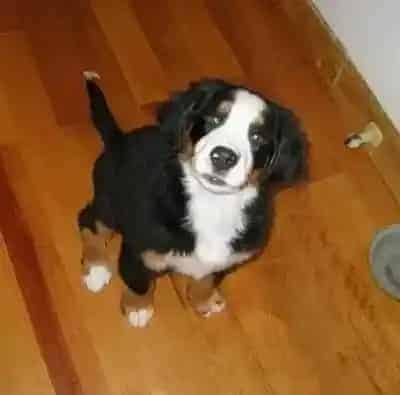 伯恩山犬|伯恩山犬最近老咳嗽是怎么了