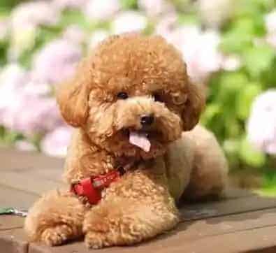 泰迪犬|科学育狗百科 合理饲养泰迪犬的五个方法