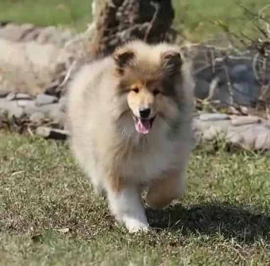 苏格兰牧羊犬|八个月的苏格兰牧羊犬什么都拉稀怎么办