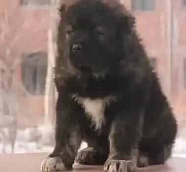 高加索犬|高加索犬不喜欢在自己窝里面睡觉的原因