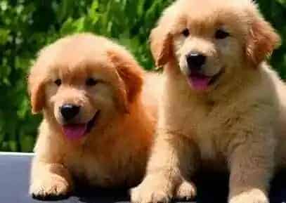 金毛|天气变化会给金毛犬带来哪些困扰