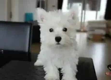 西高地|如何与西高地犬交流让它跟你更亲昵呢