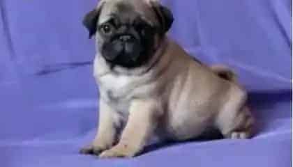 巴哥犬|对巴哥犬健康有影响的一些食物