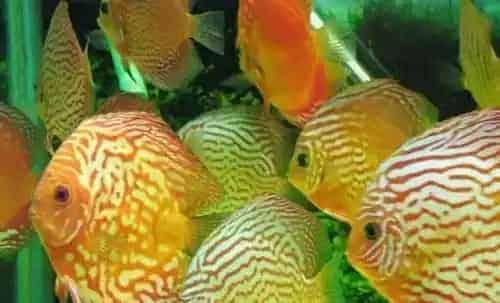七彩神仙鱼水质要求 水的PH值范围一般为6.2-6.8 | 七彩神仙鱼