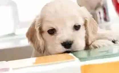 可卡犬|巧用牵引绳 让可卡犬臣服于我们