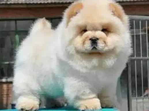 松狮犬|松狮犬尿尿很黄,睡觉时候有些抽搐是什么原因