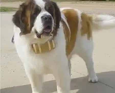 圣伯纳犬|圣伯纳犬喝牛奶后吐了，不吃东西没事吧