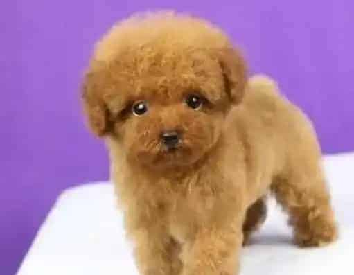 贵宾犬|我家贵宾犬呕吐，便秘该怎么办