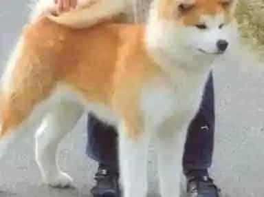 秋田犬|秋田犬的食物需要分类么?有哪几种