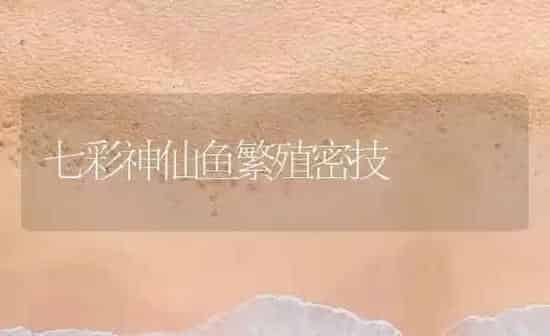 七彩神仙鱼繁殖密技 | 鱼类宠物
