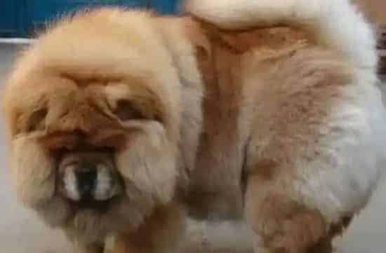 松狮犬|请问我家的松狮犬是肛门腺发炎么