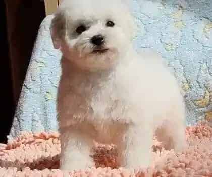比熊犬|比熊犬的窝里有白色的虫子怎么办