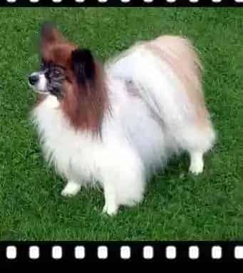 蝴蝶犬|蝴蝶犬才打过疫苗,便便里出现蛔虫怎么办