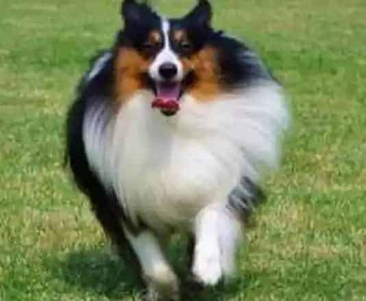 喜乐蒂|如何纠正喜乐蒂犬生活上邋遢的毛病