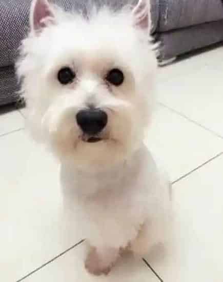 西高地|炎炎夏日可以快速为西高地犬消暑的五招