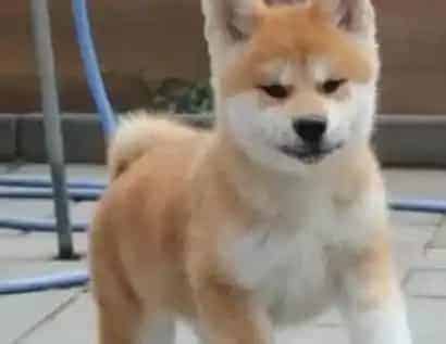 秋田犬|育婴箱可以帮助主人们照顾刚出生的秋田犬