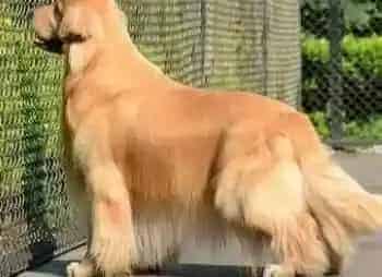 金毛|喂食金毛犬常见的三大错误
