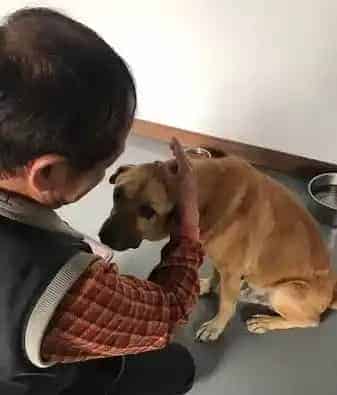 年迈浪犬被收编 狗生第一次洗澡无奈也是最后一次