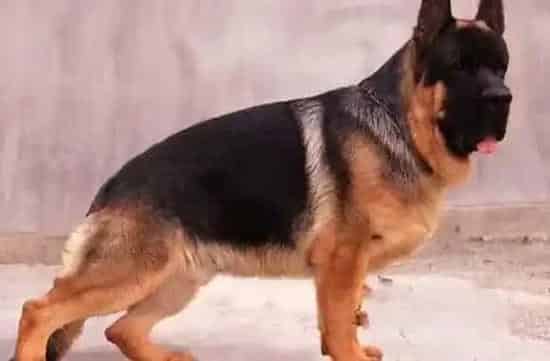 德国牧羊犬|夏天怎样给德国牧羊犬储存吃剩下的食物