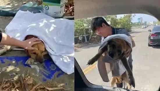 年迈浪犬被收编 狗生第一次洗澡无奈也是最后一次 | 狗