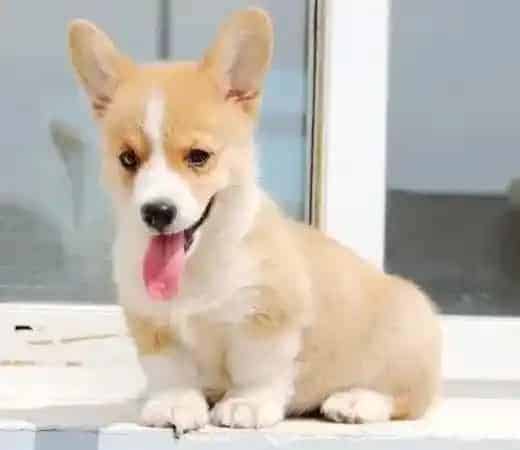 柯基犬|柯基犬总流眼泪需要滴眼药水吗