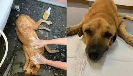 年迈浪犬被收编 狗生第一次洗澡无奈也是最后一次 | 狗