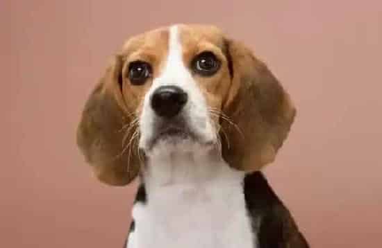 比格犬|为比格犬做免疫的2点注意事项