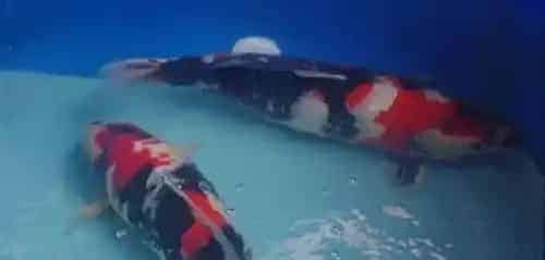 锦鲤鱼养几条好 根据鱼缸的实际情况来判断 | 锦鲤鱼