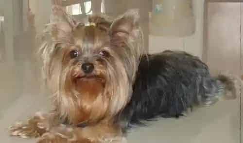 约克夏毛会变色 棕色毛发都是根部颜色深