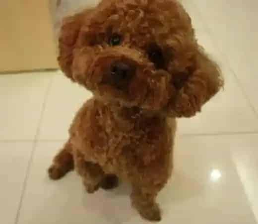 贵宾犬|文明养犬之带贵宾犬出门如何使用牵引绳