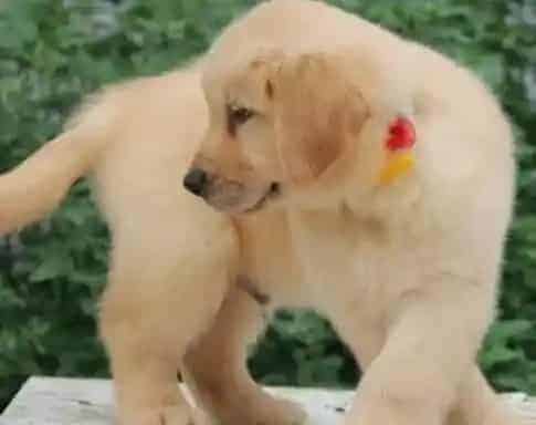 金毛|金毛犬窝咳非常的严重 治愈的好么